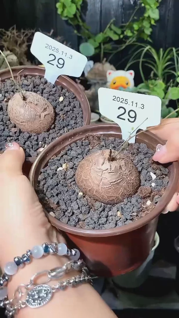 29号1103福利特价南非龟甲龙套餐