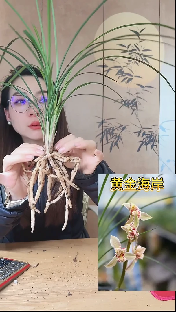 当前无花栽培后可以开花：黄金海岸