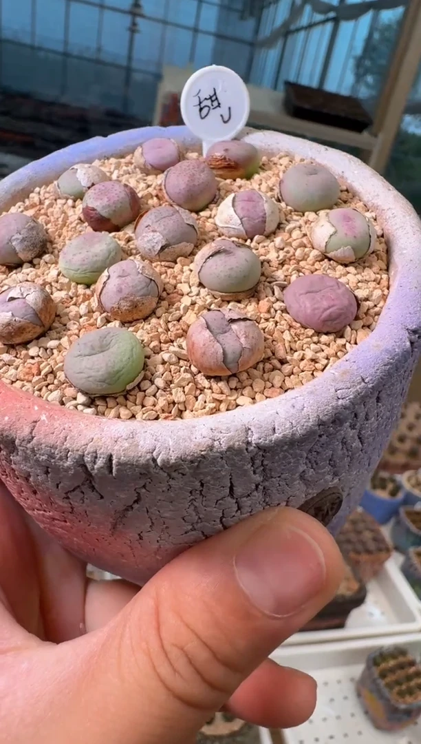 65多肉植物肉锥甜v一颗