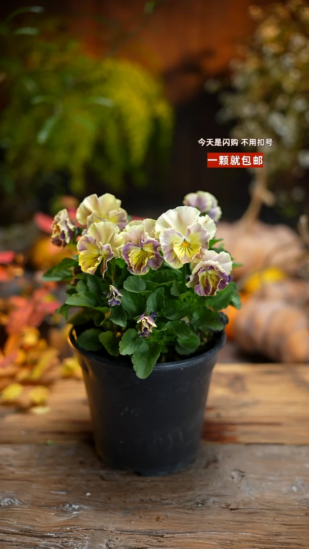 少量花朵（建议范围：2朵-5朵 或40%以下）038