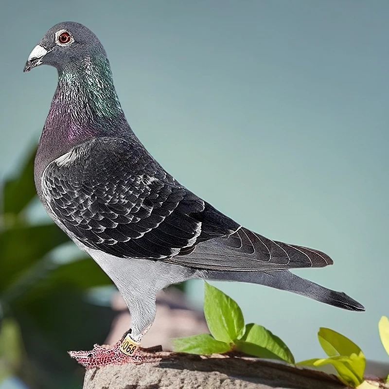 海翔赛鸽台鸽保真正品保障直播专用