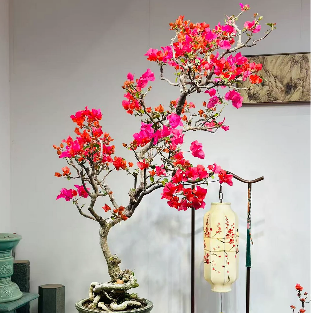 精品三角梅海岛红造型盆景客厅阳台盆景庭院勤花高端老桩四季开花