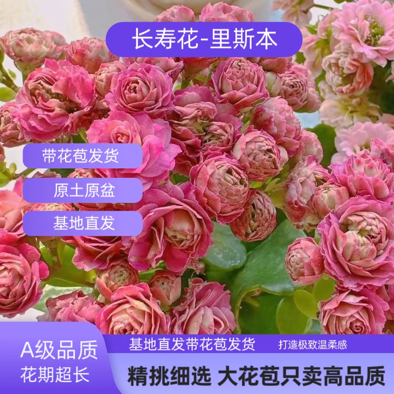 里斯本长寿稀有少量重瓣大花朵花型独特A级新品盆栽带花苞