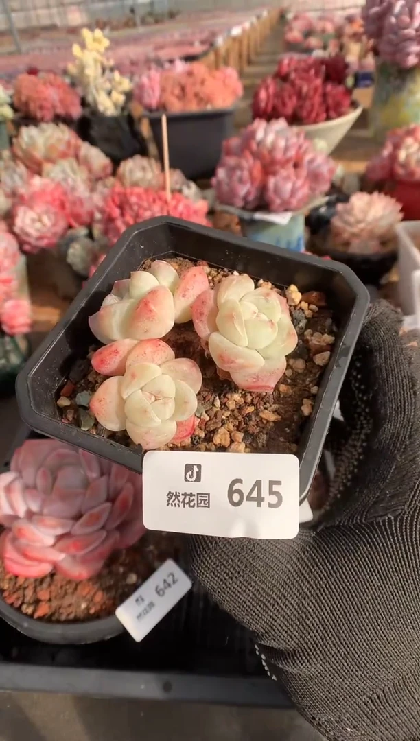 645冰玉多肉植物一物一拍