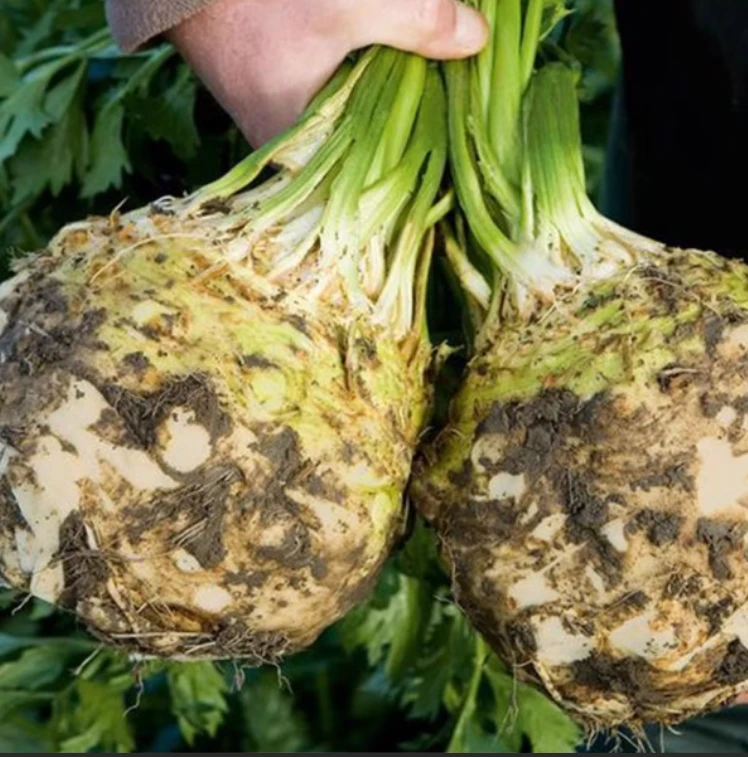 地中海根芹大疙瘩可四季盆栽种植的蔬菜种苗