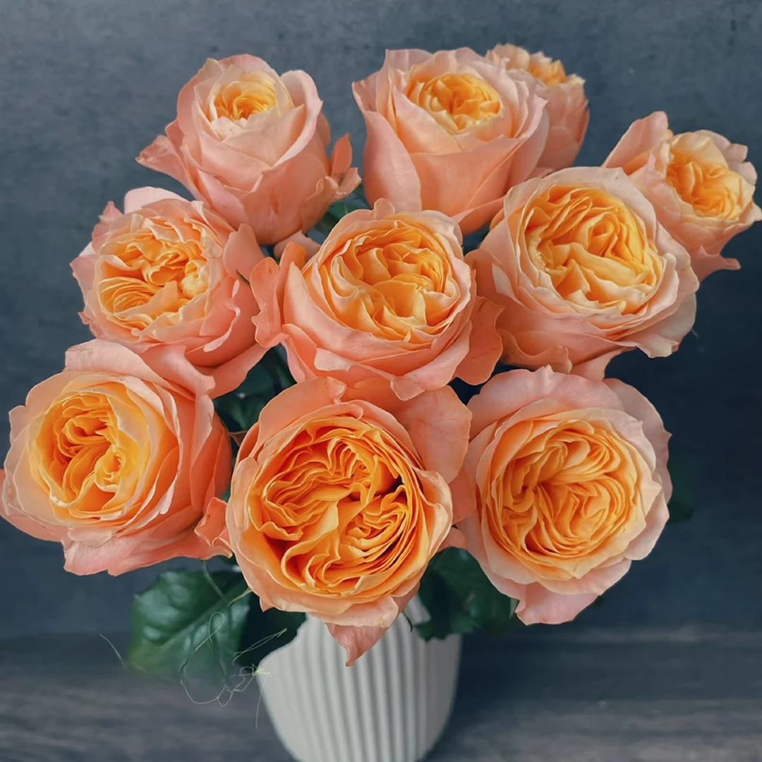 【入梦单头玫瑰】同城明天到-全场任意满2单以上鲜花升级顺丰京东包邮