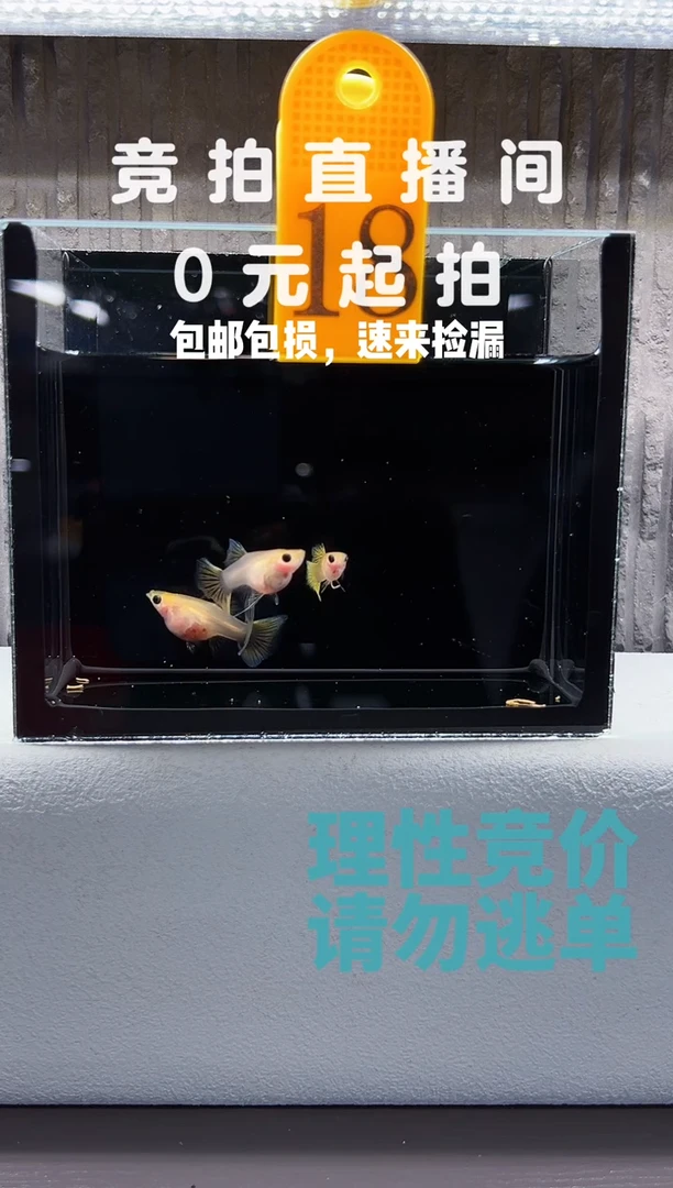 孔雀鱼黄蕾丝一公两母带胎编号18