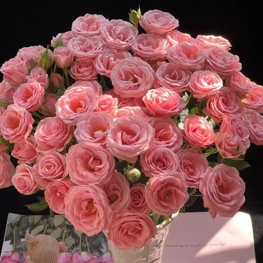 【懒洋杨】露露公主 多头玫瑰好养好开 超长待机  云南斗南基地直发