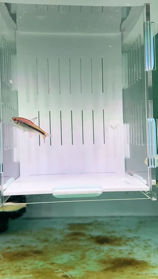 灯科鱼极光斑斓魔鬼