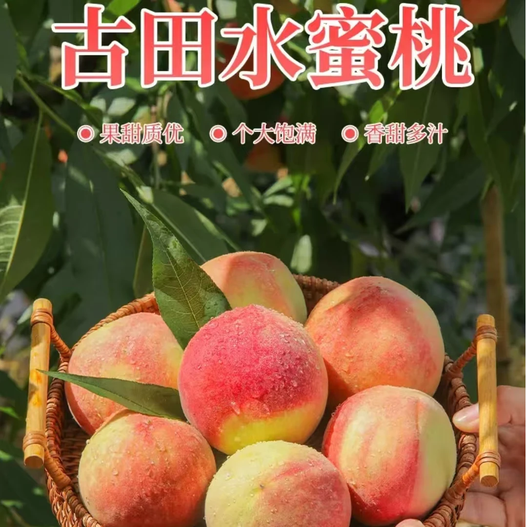 古田水蜜桃现采现摘脆甜多汁当季新鲜水果产地直发