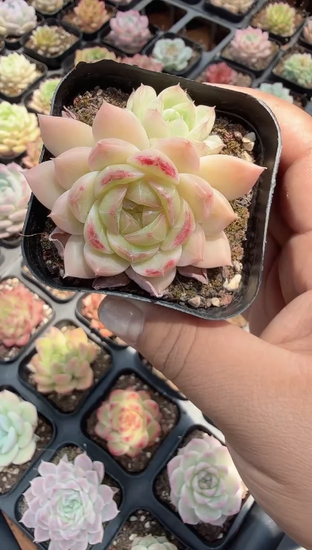 东云多肉园二店-150