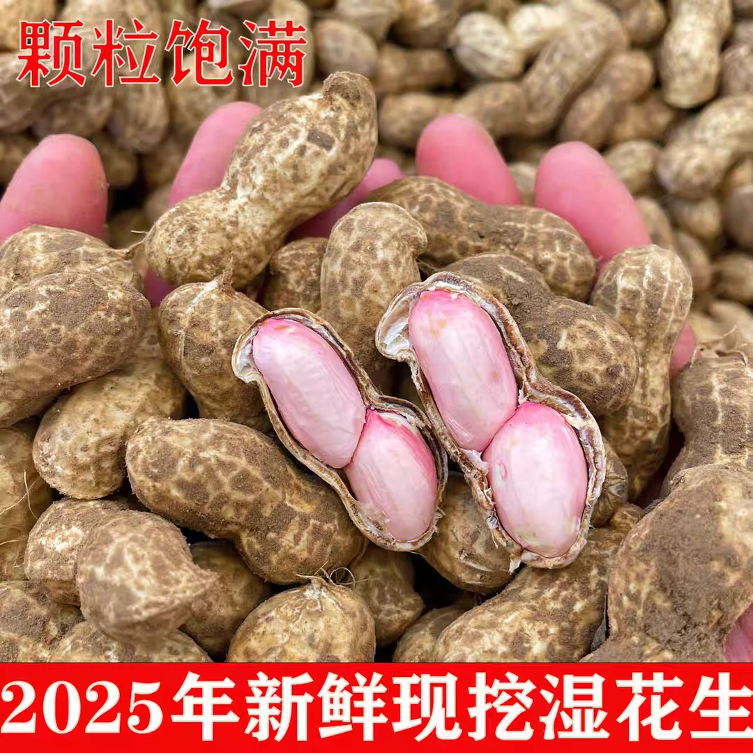 新鲜湿花生带壳 现挖 粉皮花生新货生花生可水煮 人工挑选 xx