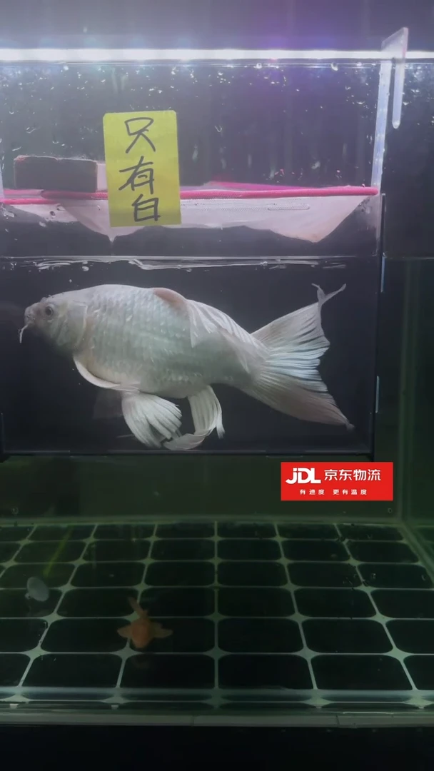 金鱼30cm短身蝴蝶鲤鱼京东包邮到家