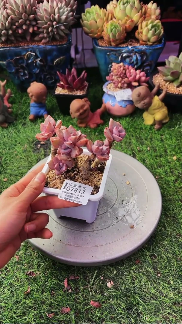 昆明印象多肉07813