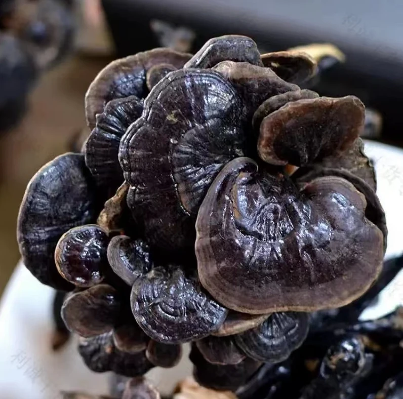 云南深山生长竹灵芝干货高营养滋补品含百合干