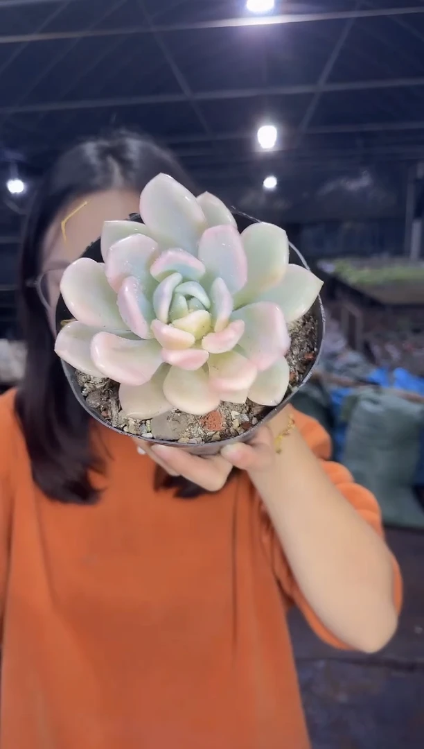 单头奥普粉锦   5