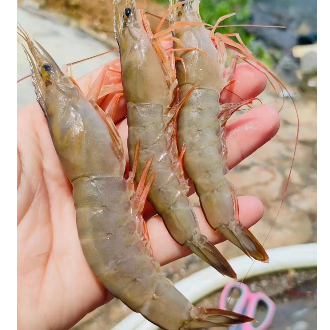 新鲜海捕野生麻虾/KG精品
