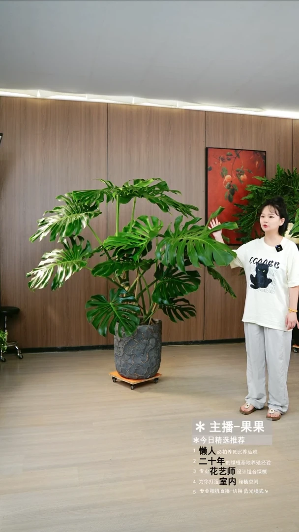 完全开放老桩大叶龟背竹+广交展会盆器