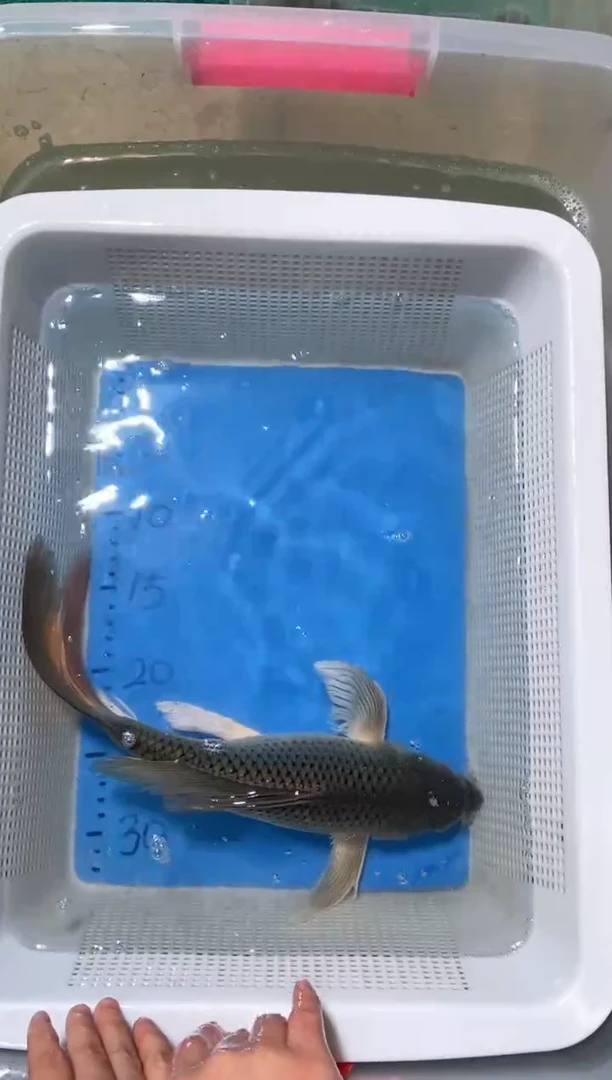 锦鲤锦鲤蝴蝶鲤鱼拍开箱视频包售后