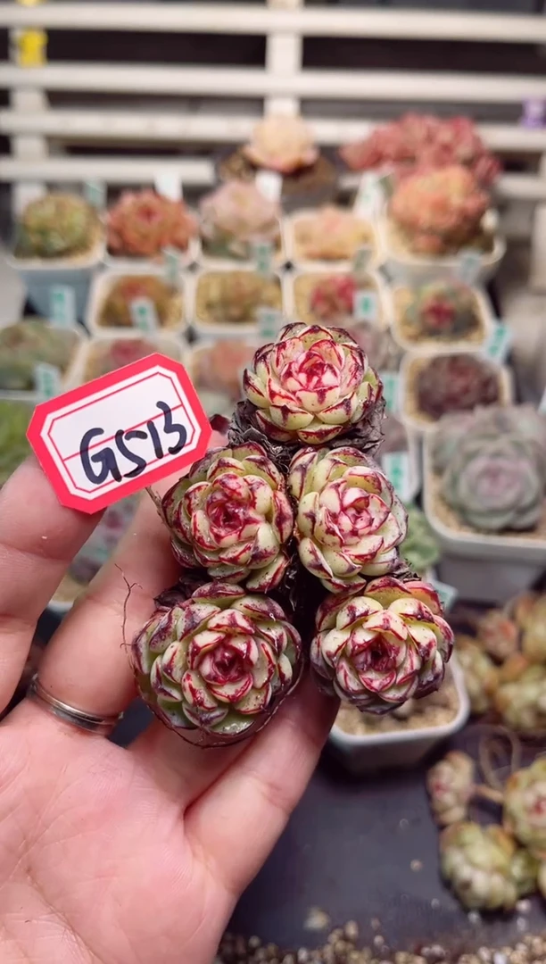 【闪购商品】G513A字型蛋一物一拍