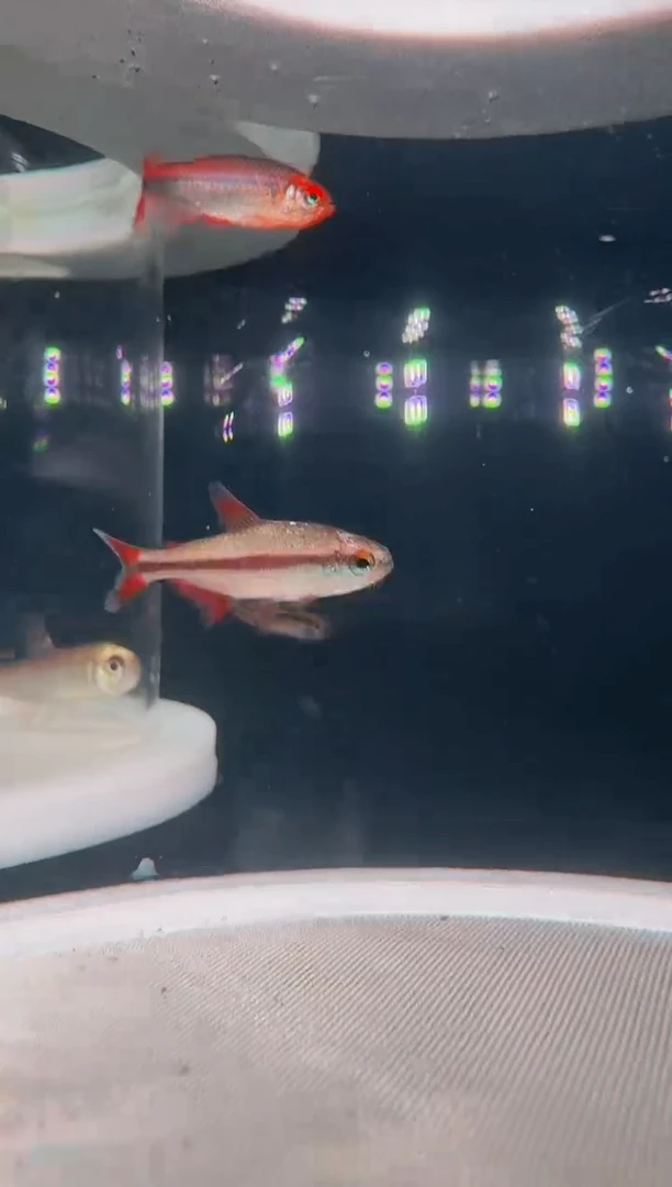 灯科鱼2-6  瑕疵 1条啥也不包