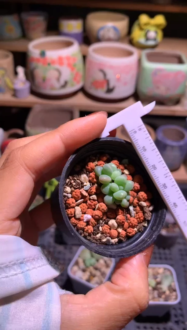 绿体萤火虫多头哈哈