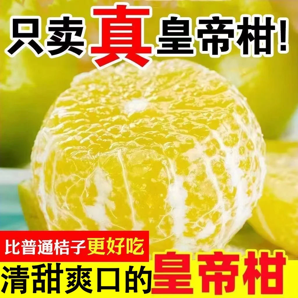广西清甜皇帝柑当季新鲜采摘薄皮橘子清甜多汁大果