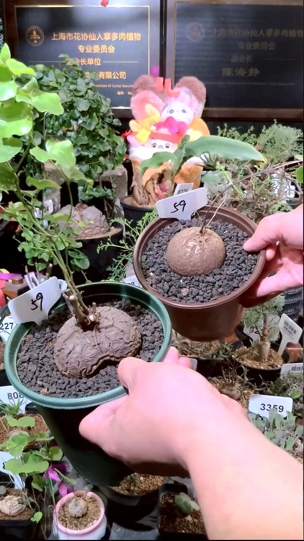 59号0103福利南非龟甲龙买一送一