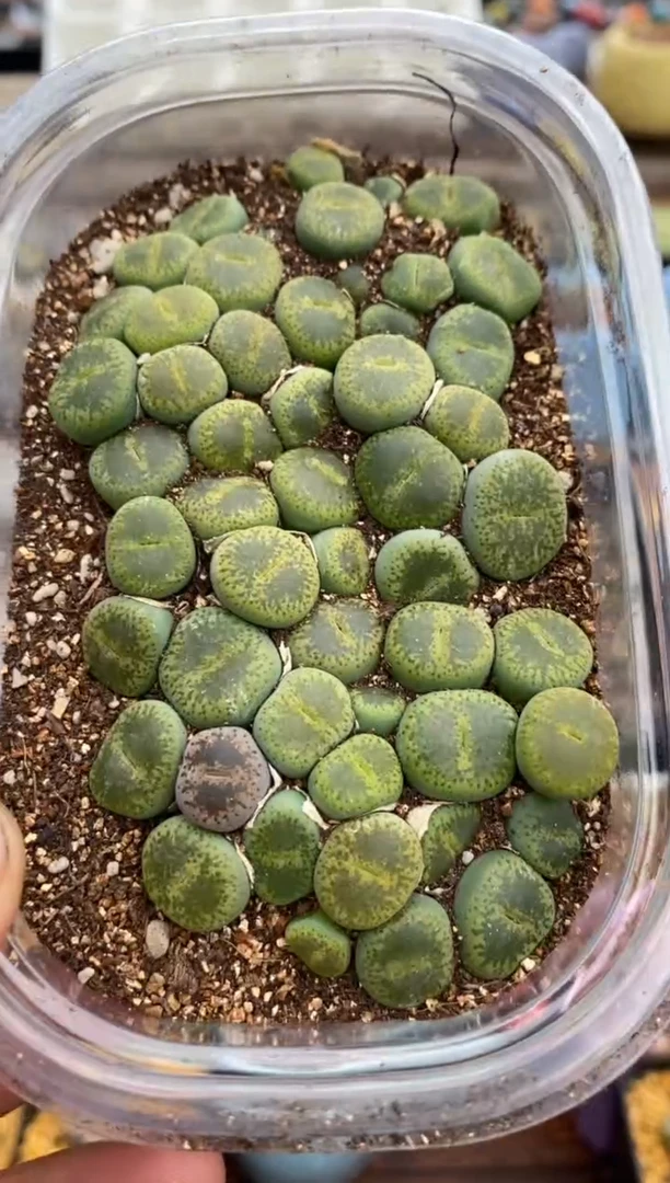 4878开播福利一物一拍