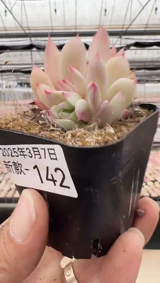 【闪购商品】新款多肉-142
