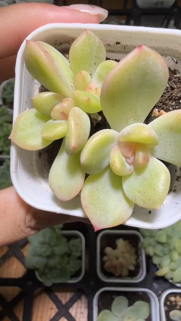 1277  T322多肉植物