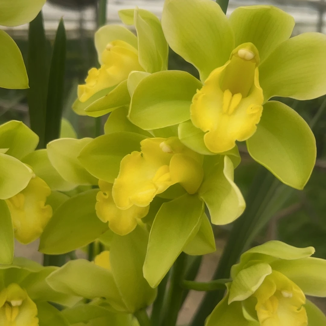 【金镶玉】大花蕙兰桌面兰带花苞发货原盆原土