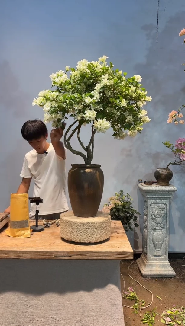 全部花朵陈*爱三角梅6