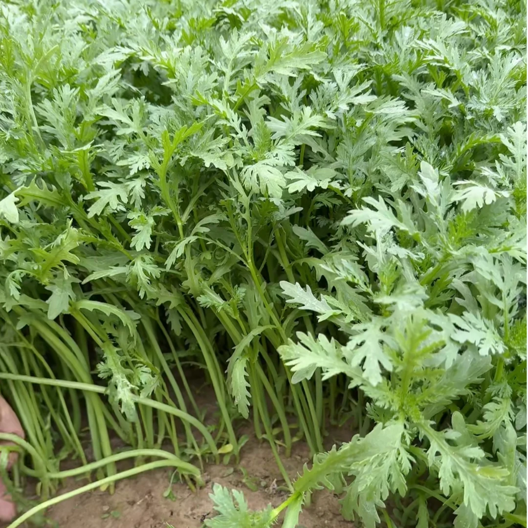 【拍2送1】清香小叶茼蒿种子 家庭种植 可盆栽可地栽