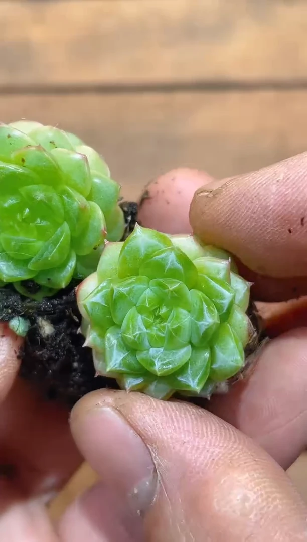 432定向个体量拍一组两颗