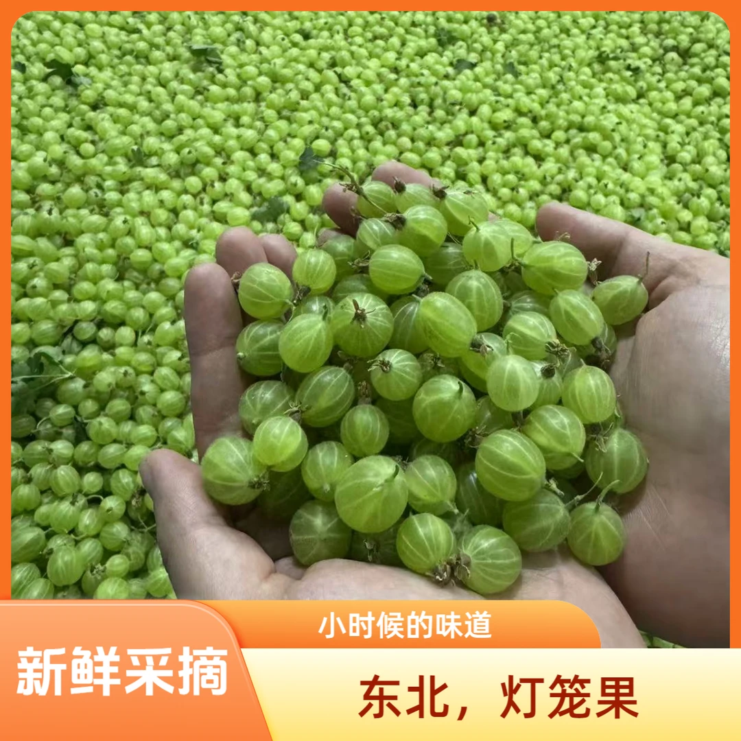 【酸口】东北特产新鲜灯笼果酸子孕妇水果纯酸鹅梅醋栗