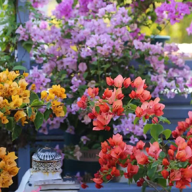 精品三角梅带陶瓷盆一物一拍