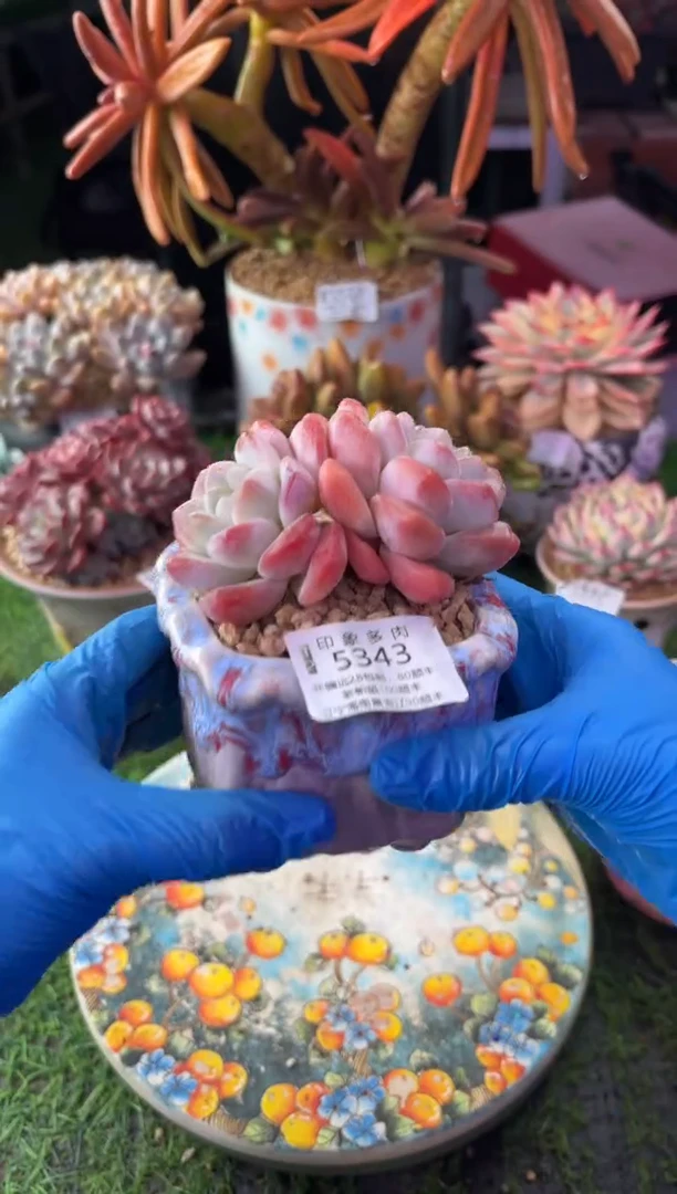 昆明印象多肉5343