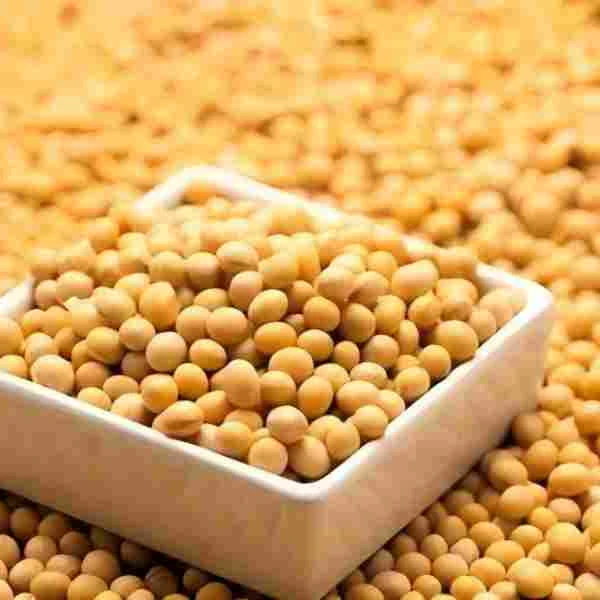 黑龙江东北有机黄大豆非转基因打豆浆生豆芽专用黄大豆