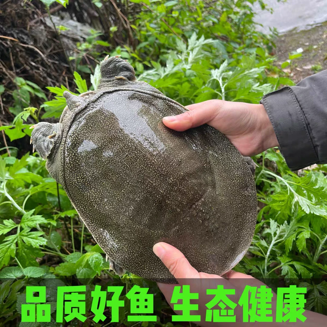 3只装鲜活食用甲鱼到手不低于4斤 青黑花背 顺丰包邮包活到家