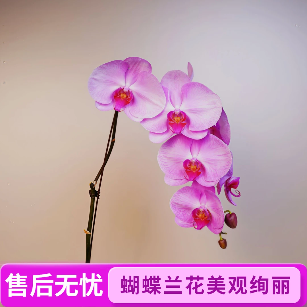 悠花里蝴蝶兰（倾城）3.5寸全花开花株发货
