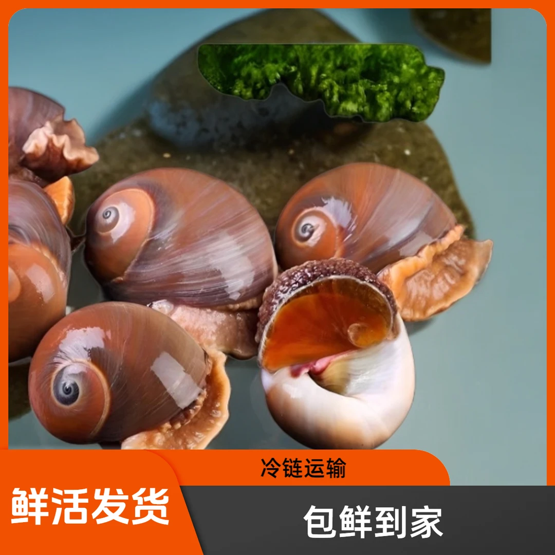 连云港发货 猫眼螺 (鲜活发货，包鲜不包活)2斤/3斤/4斤/5斤装