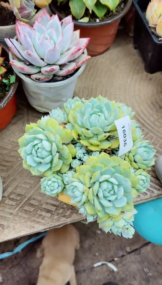 守**暖16036多肉植物一物一拍