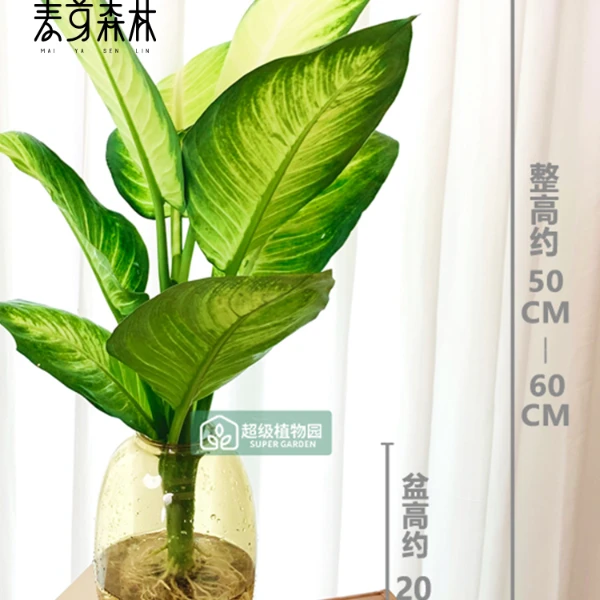 水培玛丽安盆栽室内观叶绿植客厅耐阴净化空气办公室四季好养植物