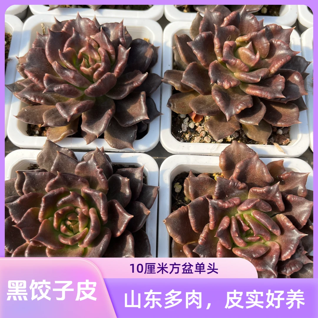 黑饺子皮10方盆老桩多肉