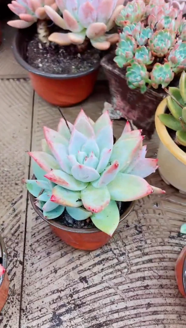 路***挽03053多肉植物一物一拍
