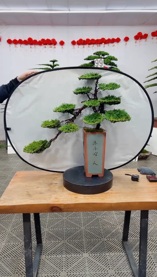 【闪购商品】盆景盆景