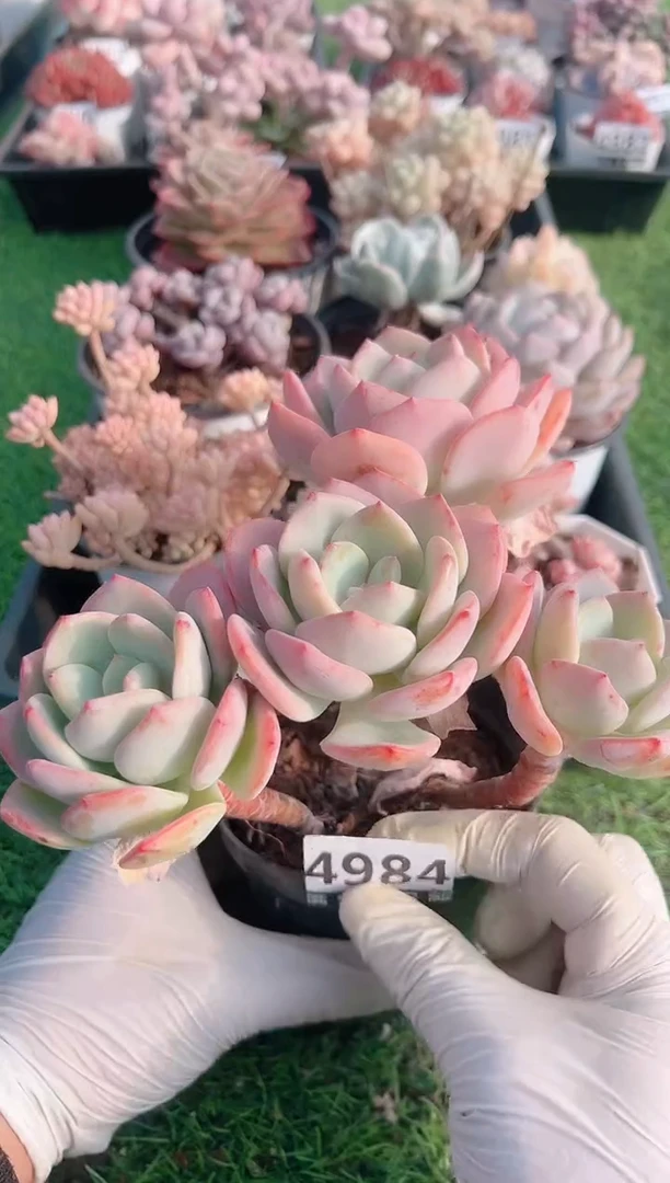 【闪购商品】信福多肉一物一拍