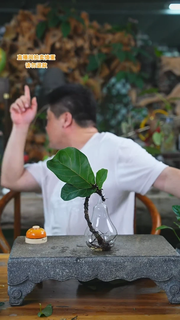 当前无花栽培后可以开花琴叶榕247H