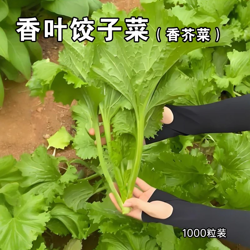 四季香芥菜种籽 香叶饺子菜种子 1000粒
